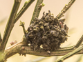 Aceria genistae galls